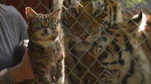 Cats Save Tigers Starring Lil Bub And Friends Youtube