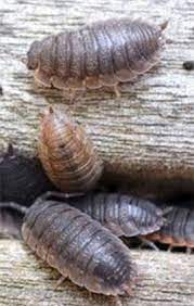 We did not find results for: Slaters Control How To Get Rid Of Slaters In The Garden