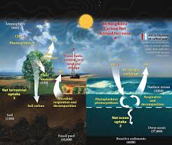 carbon sink wikipedia