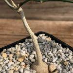 Image result for Cyclantheropsis parviflora