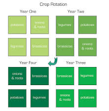 4 Year Vegetable Crop Rotation Chart Www Bedowntowndaytona Com
