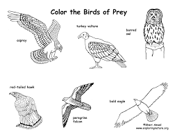 Push pack to pdf button and download pdf coloring book for free. Birds Of Prey Coloring Page Horizontal View