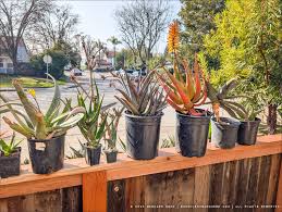 Image result for Aloe aculeata × ortholopha