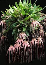 Image result for Bulbophyllum prorepens