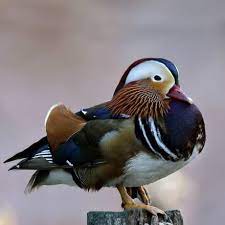 Pastel call ducks by the pair. Meyer Hatchery Meyer Hatchery Mandarin Ducks For Sale Mandarin Duck