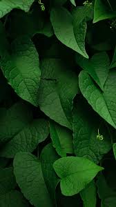  Jepret Zmzm Grean Leaft Hijau Daun Wallpaper Ponsel