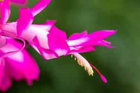 See more ideas about easter cactus, christmas cactus, thanksgiving cactus. Christmas Cactus A Case Of Mistaken Identity See At Lewis Ginter