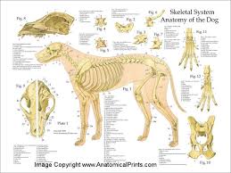 Dog Skeletal Anatomy Poster Dog Anatomy Cat Anatomy Dog Skeleton