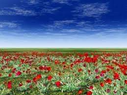 Image result for red flower images