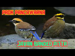 Mengenal Burung Paok Pancawarna di Air Terjun Watuondo Tahura Raden Soerjo - YouTube