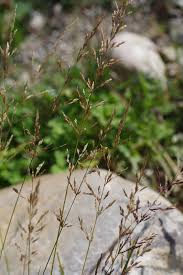 Image result for Agrostis continuata