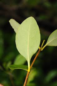 Image result for Sonneratia alba