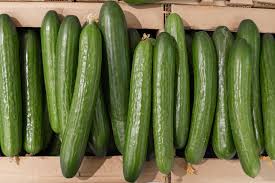 Image result for Cucumis cinereus