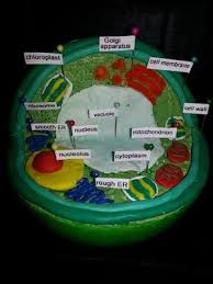 We did not find results for: 7 Cells Project Ideas Cells Project Science Cells Animal Cell