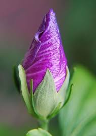 Sepal servers, constantly running, one in each region where sepal is deployed. Difference Between Sepals And Petals Compare The Difference Between Similar Terms