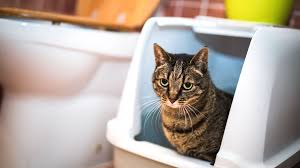 What To Do If There S Blood In Your Cat S Stool