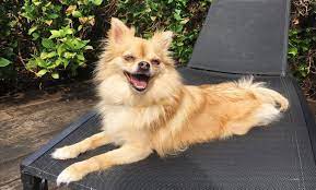 They are very loving and affectionate, they love to play and are. Pomeranian Zwergspitz Chihuahua Mix Novocom Top