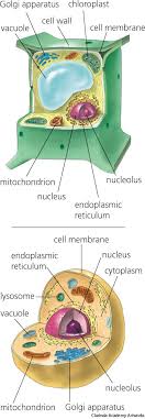 Supports plant cell and gives it a regular shape. American Heritage Dictionary Entry Cell