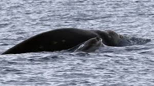 And that is if we are really trying! The Longest Breath Ever Recorded In Whales Axios