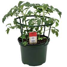 H E B Texas Backyard The Veggie Patch Summerlast Slicing Tomato Plant Shop Patio Outdoor At H E B