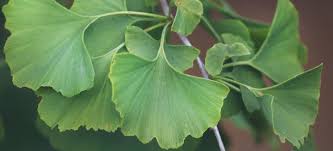 Ginkgo biloba extract is collected from the dried green leaves of the plant and is available as liquid extracts. Ginkgo Biloba Benefits Uses Side Effects And Dosage Dr Axe