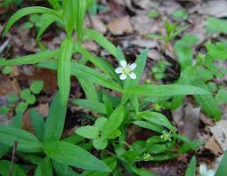 Image result for Mostuea microphylla