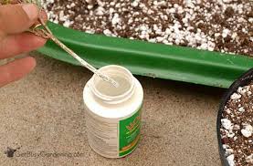 Lavandula (common name lavender) is a genus of 47 known species of flowering plants in the mint family, lamiaceae. How To Propagate Lavender Plants From Cuttings Get Busy Gardening