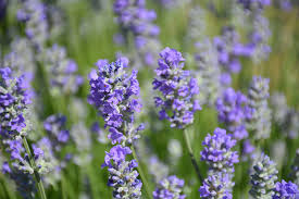 Some good varieties for starting by seed are lavender lady and munstead. Munstead Lavender Lavandula Angustifolia Munstead In Regina Saskatchewan Sk At Dutch Growers Garden Centre