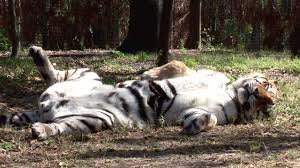 Sleepy Tigers