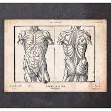 Human muscles · august 21, 2016. Male Torso Anatomy Print Medshop Australia