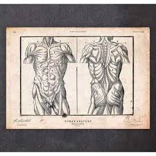 Flickr is almost certainly the best online photo management and sharing. Male Torso Anatomy Print Medshop Australia