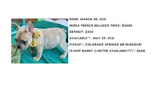 Frenchie puppies can become unpleasant little tyrants if they don't the perfect french bulldog doesn't spring fully formed from the whelping box. Merle Male French Bulldog Viper 2150 Sold The French Bulldog