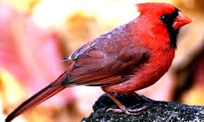 Maybe you would like to learn more about one of these? Cardinal Birds Key Facts Information Pictures