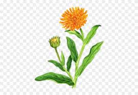 Flower Garden Clip Art Marigold Flower Clip Art Png Free Transparent Png Clipart Images Download Talking marigold flower character #1099759 by cory thoman. marigold flower clip art png