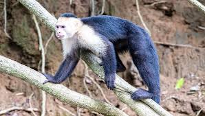 For more info contact us. Capuchin Monkey Breeds Facts Weight Size Diet And All Information A Z