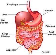 Hoopman S Science Grade 7 Week 14 Digestive And Urinary Systems