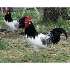 Maybe you would like to learn more about one of these? Lakenvelder Pet Chickens Chicken Breeds Beautiful Chickens