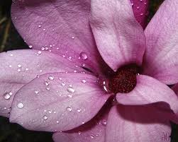 [Image: images?q=tbn:ANd9GcSHH33XhXqi7Yr9ntFkjvh...Ab-hwCjW9L]