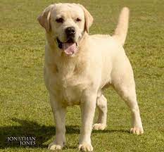 We did not find results for: Dandao Kennels Islamabad
