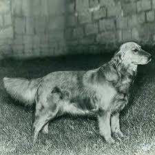 Golden retriever puppies are adorable, playful and smart. Golden Retriever Dog Breed Information