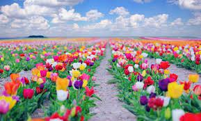 Nah ini dia taman bunga paling indah dari belahan dunia. 10 Gambar Bunga Tercantik Di Dunia Dan Maknanya Rainbow Roses Mawar Termahal Jejakpiknik Com