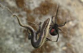 Recognize a bite from a black widow spider. 10 Most Venomous Spiders In The World Toptenz Net