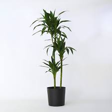 Image result for Dracaena fragrans