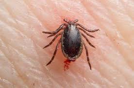Cockroaches are bugs in pest control. Bug King Pest Solutions Pest Control Northeast Pa And Northern Nj