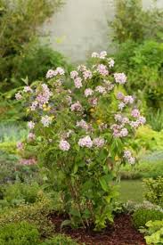 Image result for Deutzia x hybrida ′Mont Rose