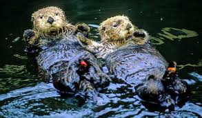 Page Not Found Adikanda Earth Day Video Sea Otter Life Under The Sea