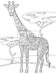 Giraffe Ausmalbilder Fur Erwachsene Vektor Wandposter Poster Farben Schwarz Weiss Monochrome Myloview De