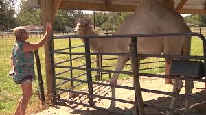 Download this free photo about woman sitting in camel exercise, and discover more than 8 million professional stock photos on freepik. Camel Sits On Florida Woman Who Bites Its Testicles To Free Herself Wkrg News 5