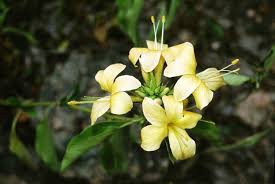Image result for Barleria ameliae