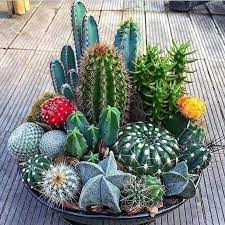 24 Beauty Cactus And Succulent Garden Ideas For Indoor Cactus Arrangement Mini Cactus Garden Cactus Plants